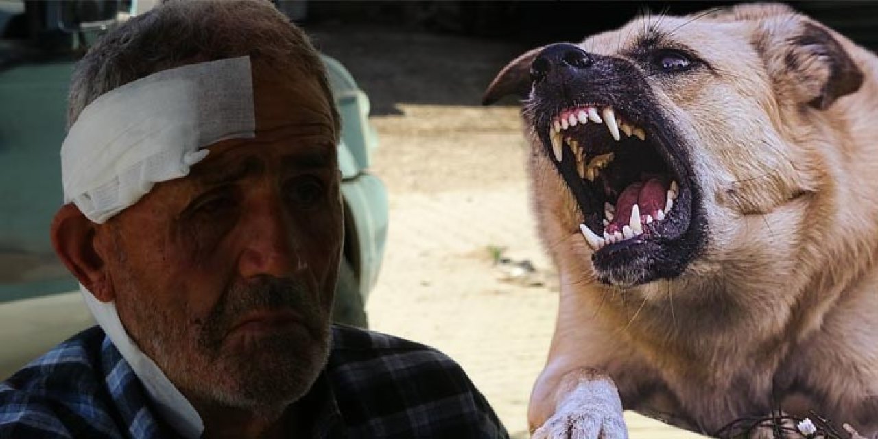 Başıboş köpek 72 yaşındaki çobanı yaralayıp koyunlara saldırdı