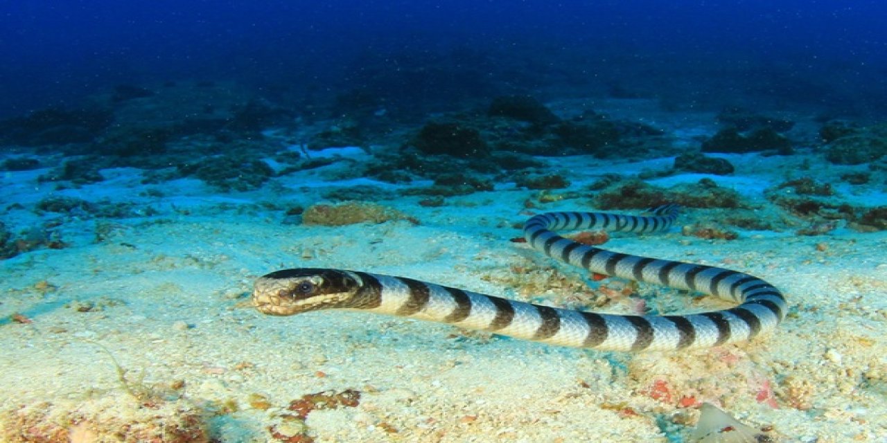 Bir yılan su altında ne kadar süre kalabilir?