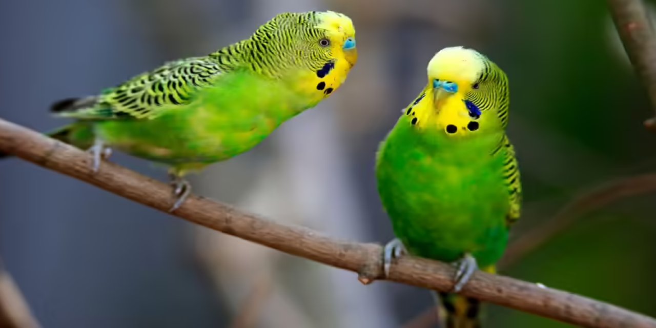 Muhabbet Kuşları Süper Sosyaldir ve Harika Evcil Hayvanlardır