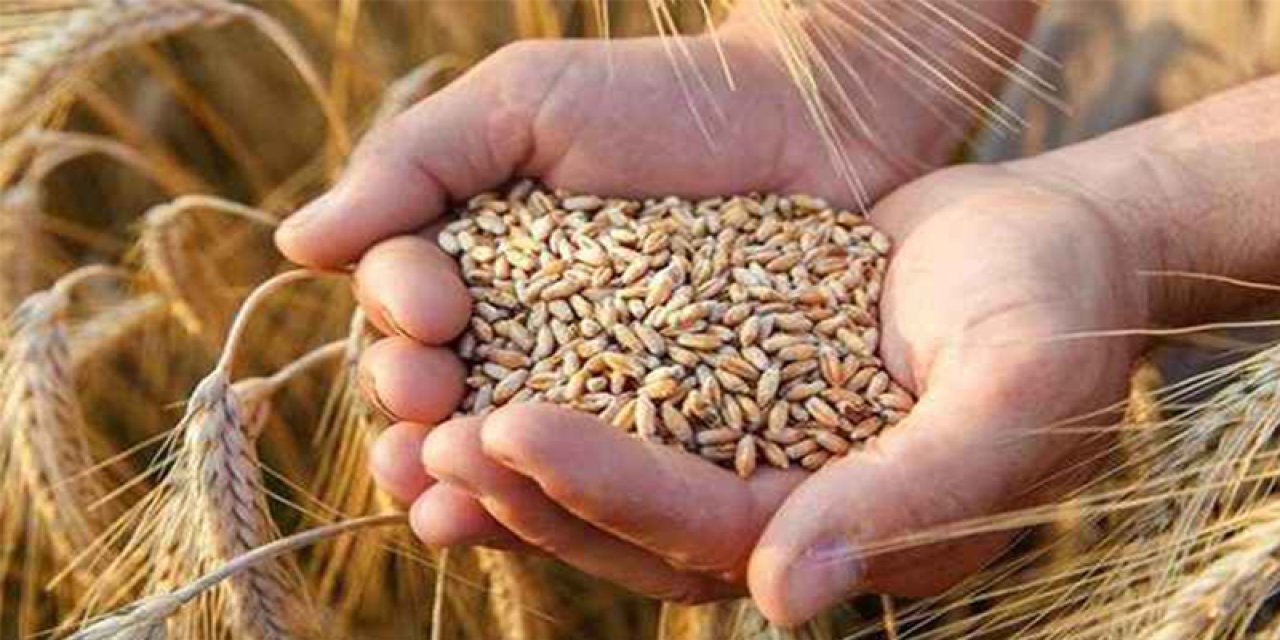 Buğday fiyatlarında rekor geliyor: 10.00 TL'den aşağı düşmeyecek