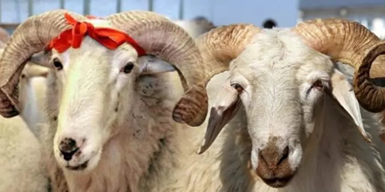 2024 Kurbanlık Koyun Fiyatlarına 11 Mayıs Ayarı Fiyatlar Güncellendi