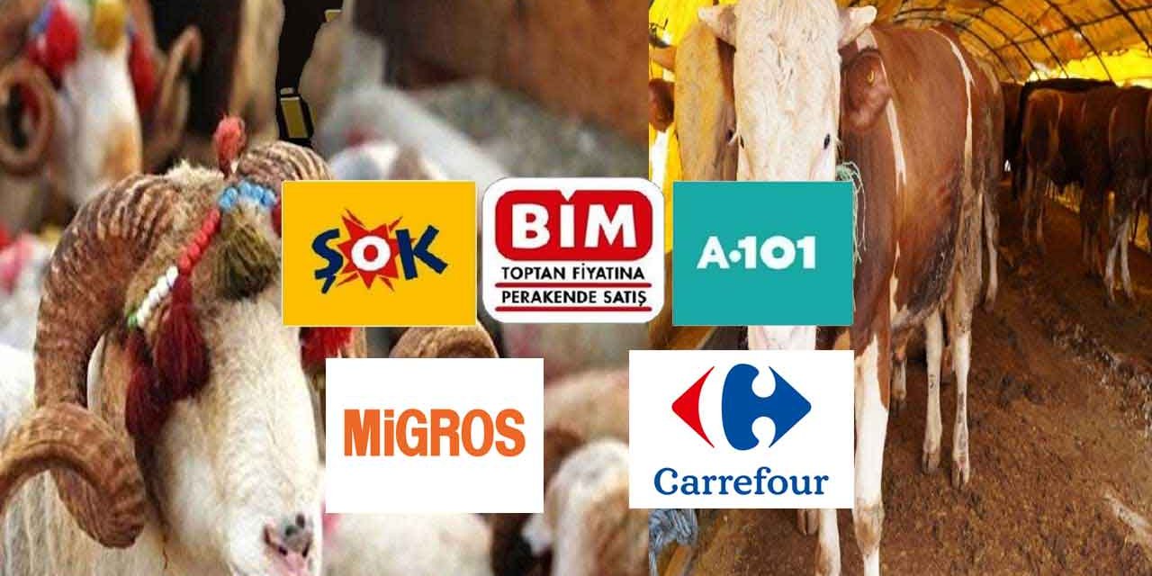 Carrefour Migros BİM ŞOK A101 2024 Kurbanlık Satışına Başladı Fiyatlar İndirildi!