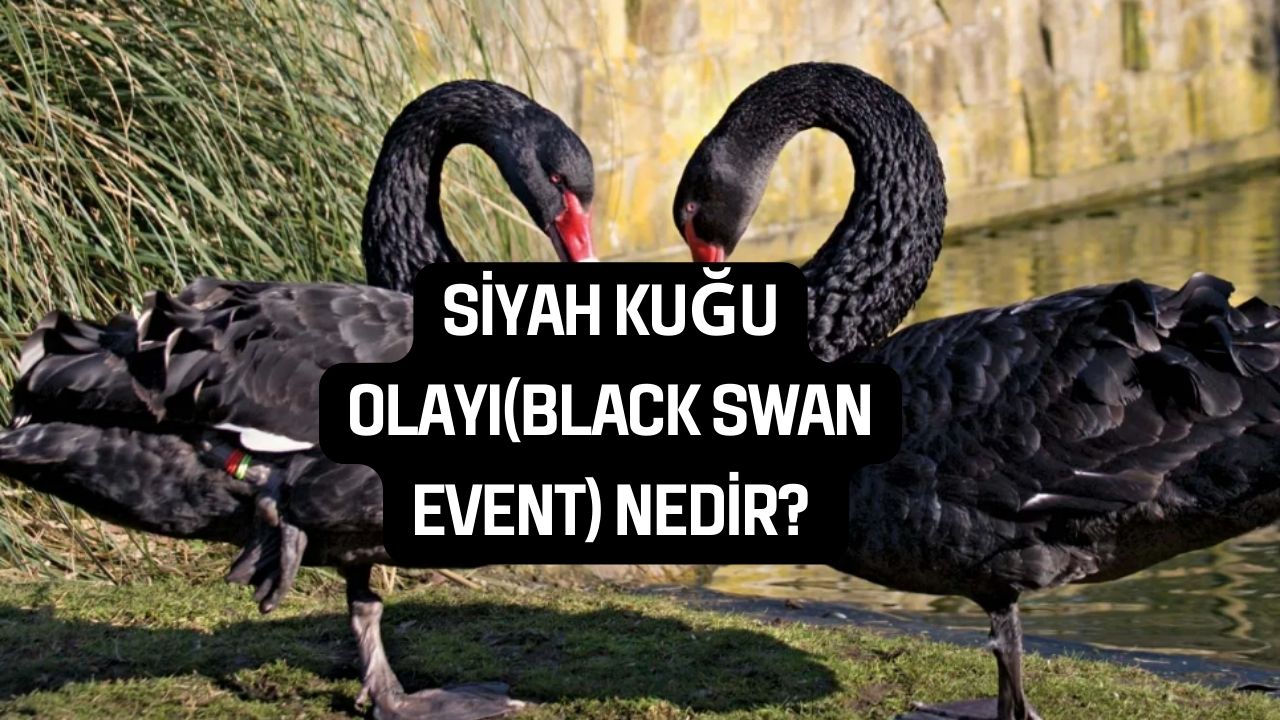 Siyah Kuğu Olayı(Black Swan Event) Nedir?